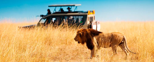 Kenya Private Safari Holiday