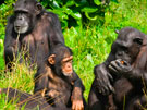 Gorilla extension - Gorilla and Chimpanzee