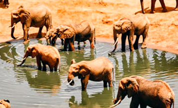 Kenya Classic Safari