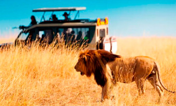 Kenya Private Safari Holiday