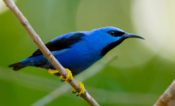 Panama Birding