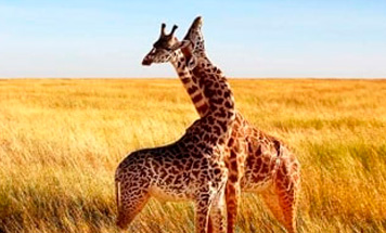 Private Safari to Kenya